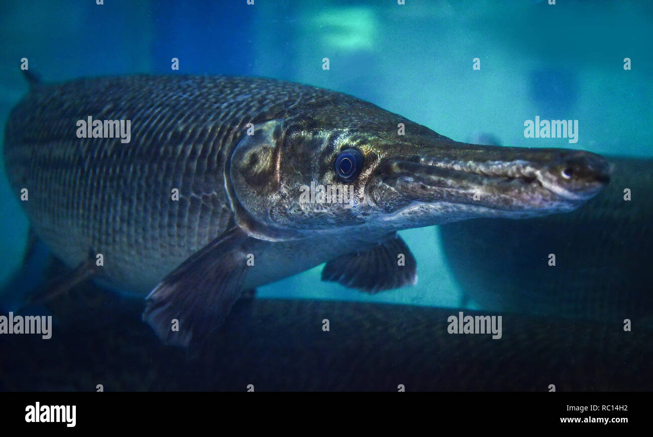 Alligator gar / The fish alligator gar swimming fish tank underwater aquarium  - Atractosteus spatula Stock Photo