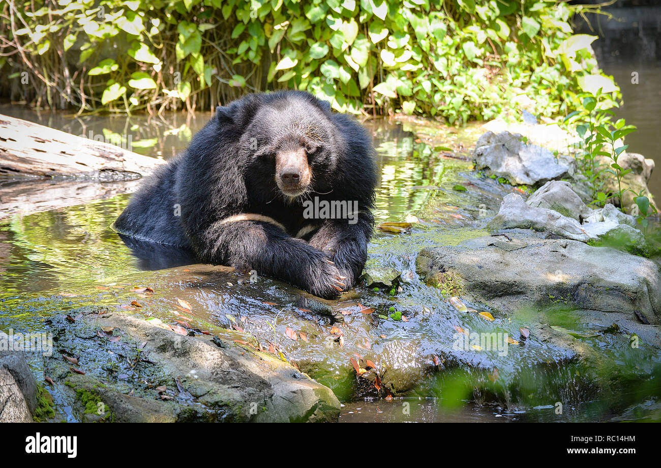 Black Bear With Chest The V Shape Is White Wool Close Up Asian Black 