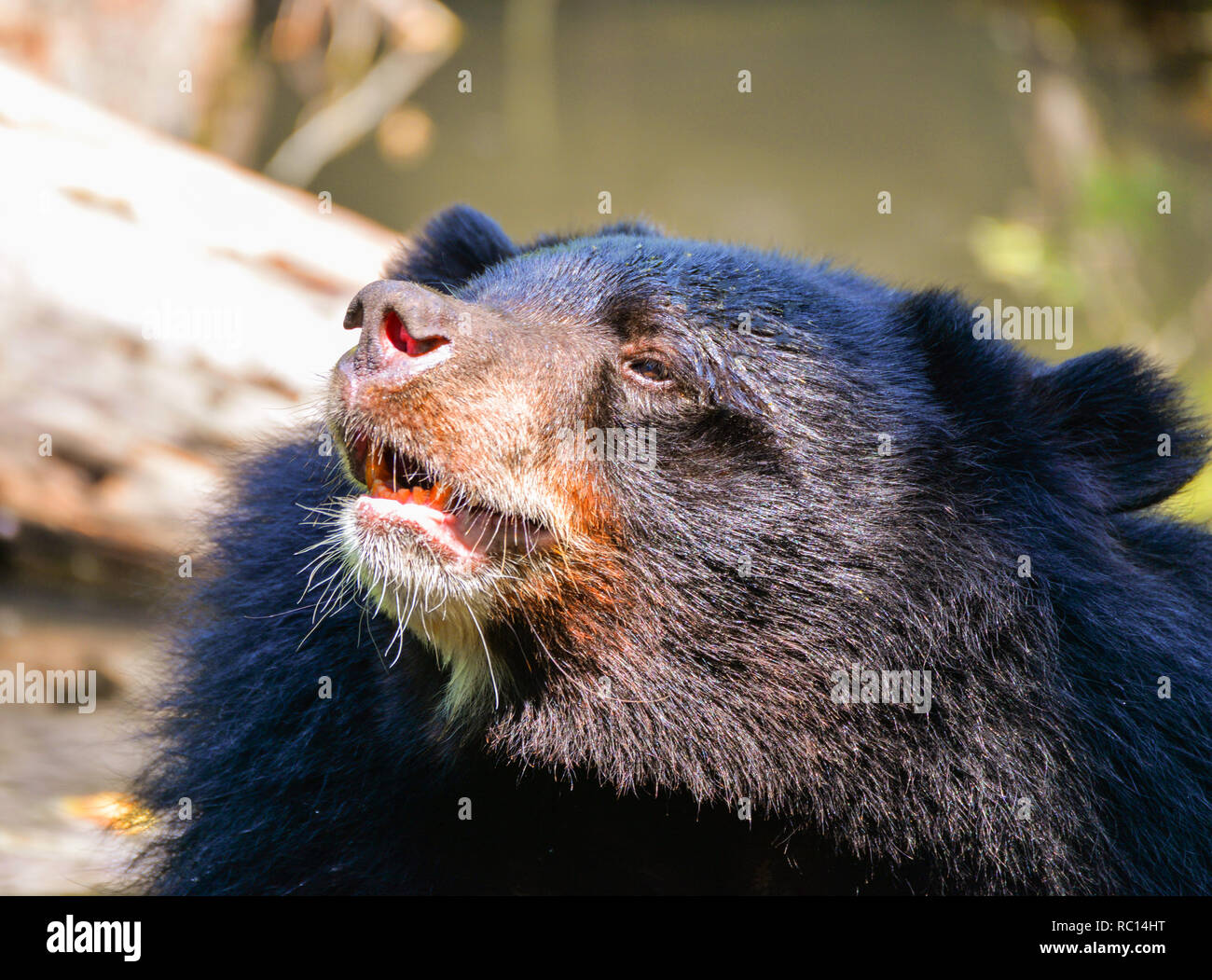 Black Bear With Chest The V Shape Is White Wool Close Up Asian Black 