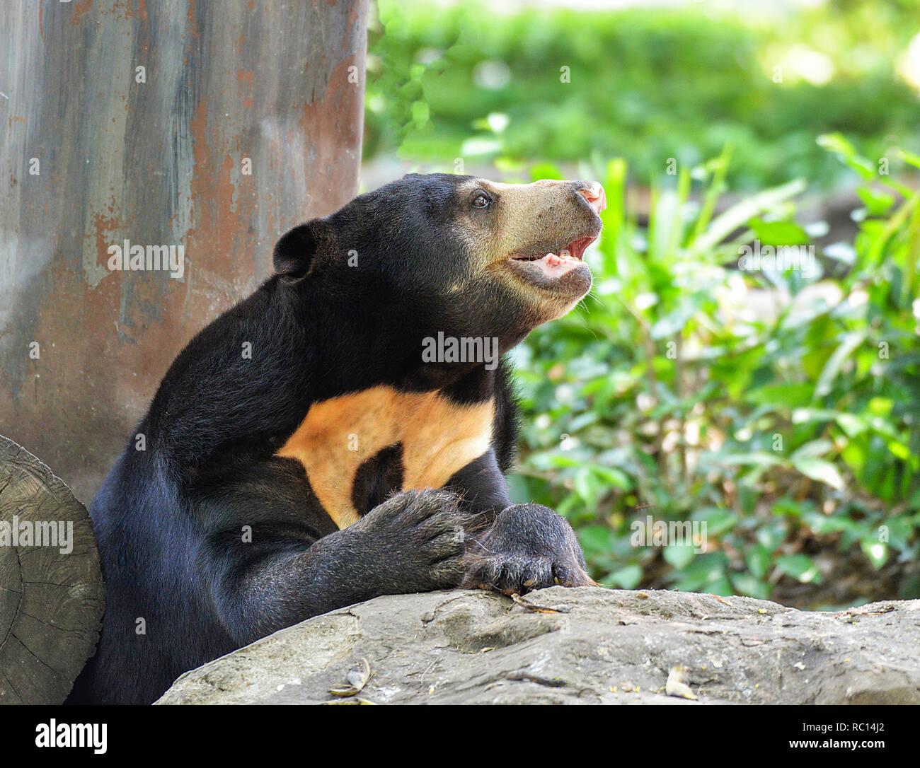 black sun bear standing / close up malayan sun bear on summer in the
