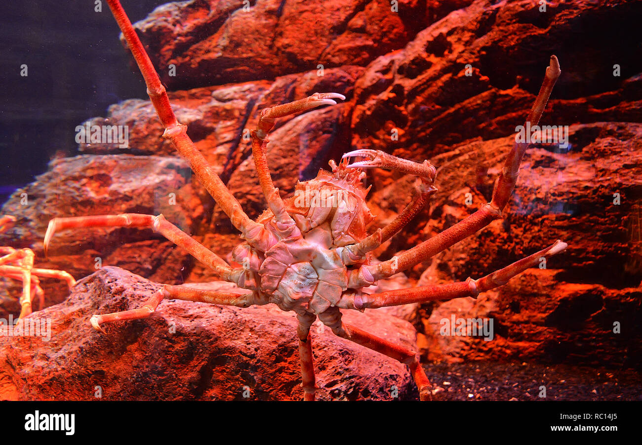 Giant spider crab / Japanese giant crab swimming underwater aquariumun
