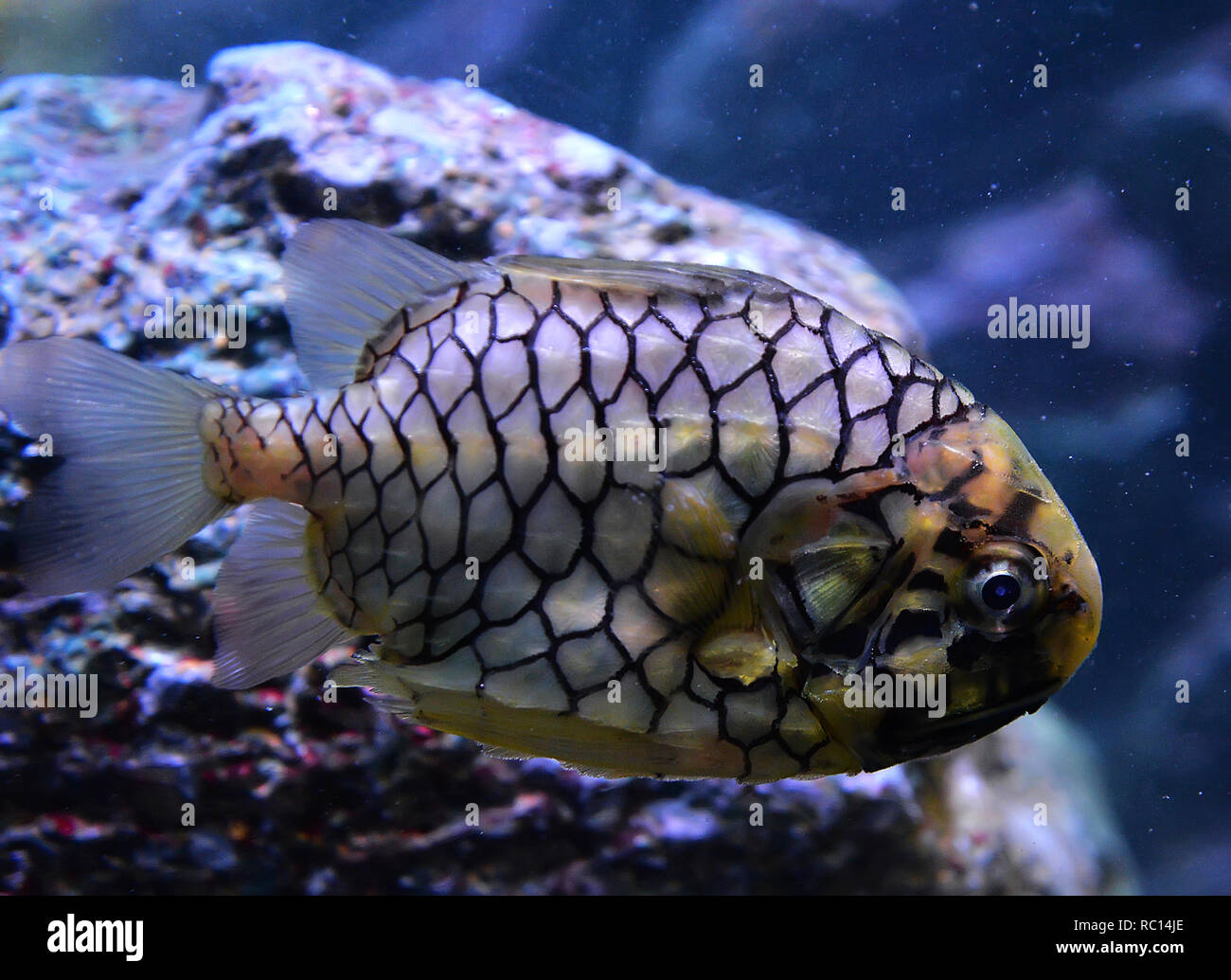 pineapple fish or Cleidopus gloriamaris / Underwater photography of pineapple fish yellow