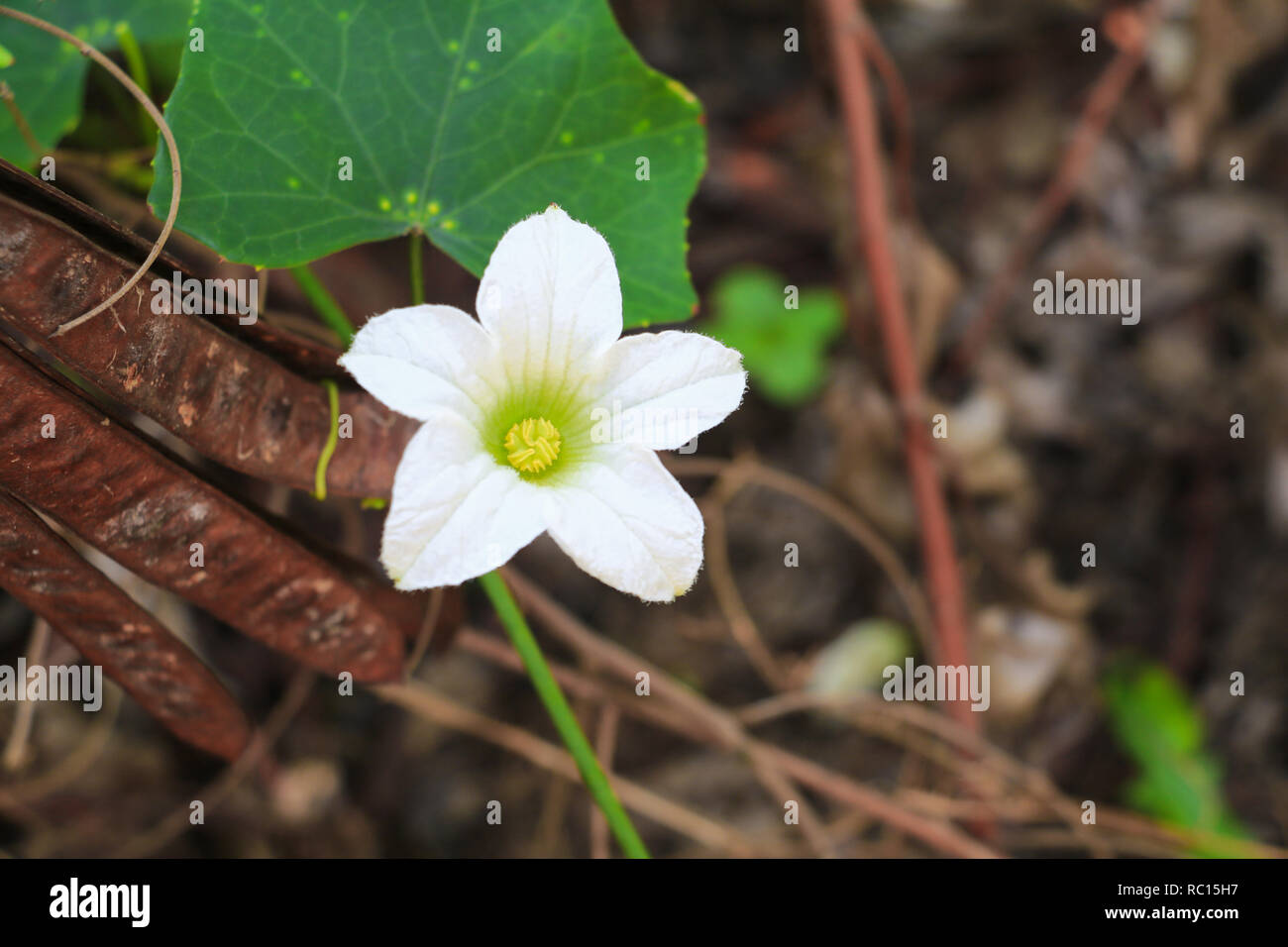 flower ivy gourd white and leaf green ( coccinia grandis ) Stock Photo
