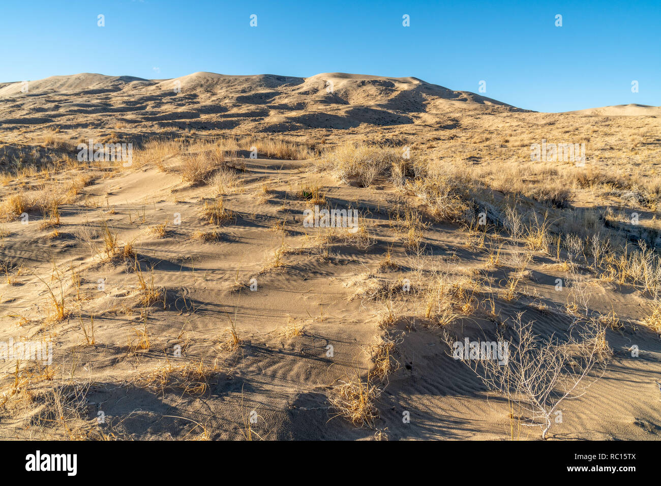 Wind blown ripples in a sand dune doted with plants, Kelso Sand Dunes, Mojave National Preserve, California Stock Photo