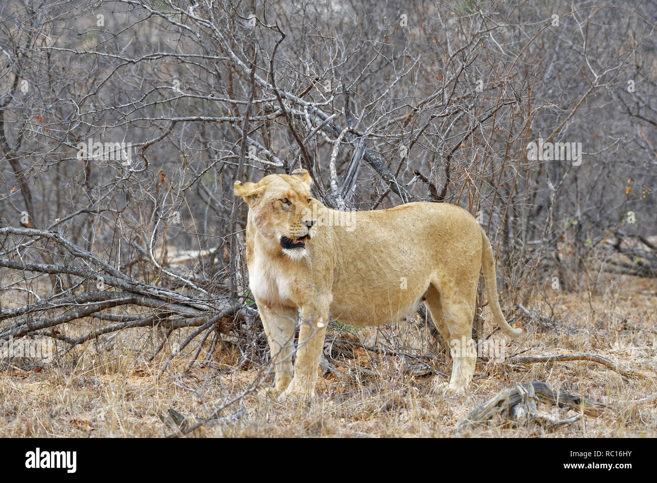 African lioness (Panthera leo), adult female, standing among shrubs, alert, Kruger National Park, South Africa, Africa Stock Photo
