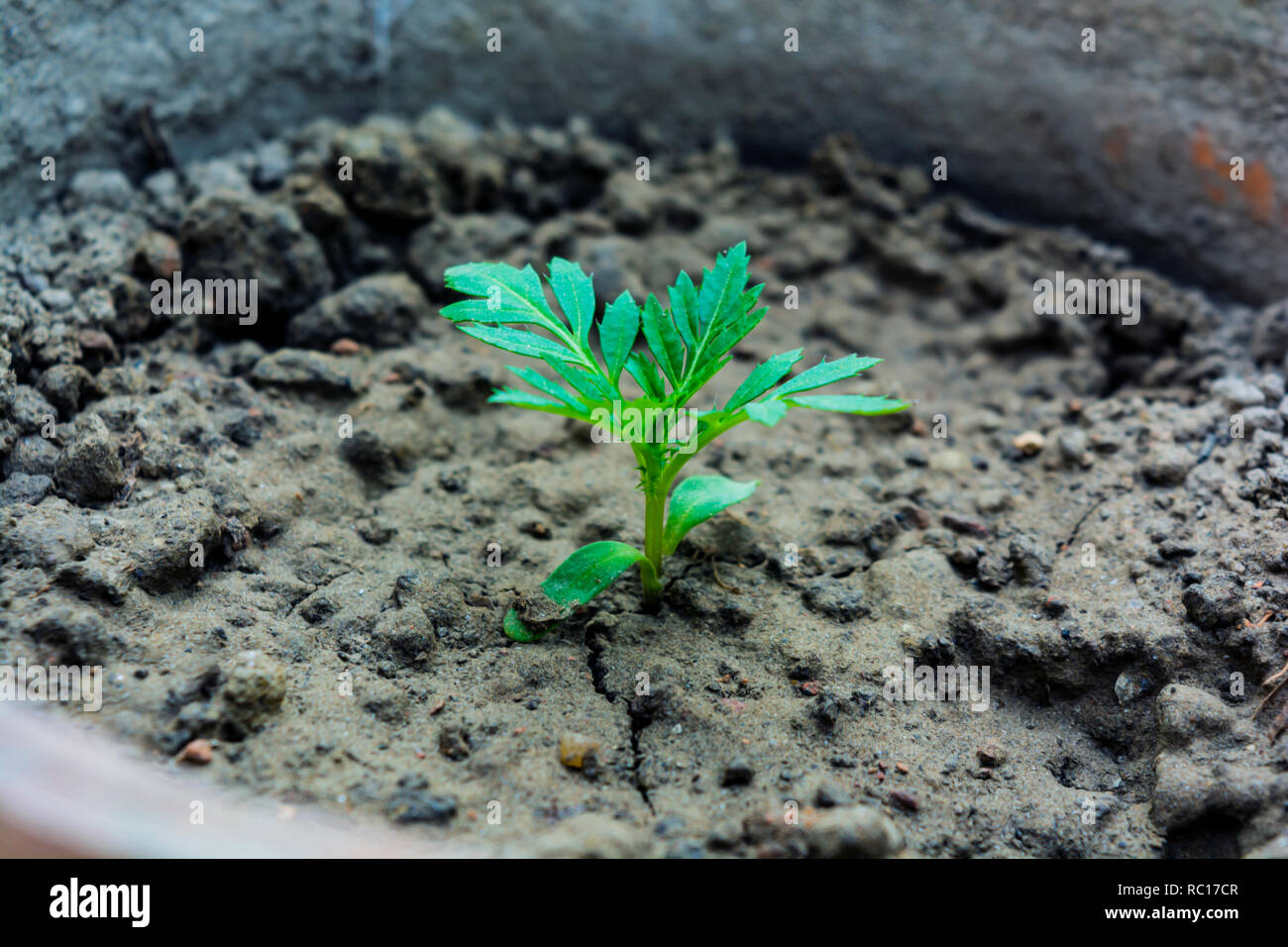 Marigold Plant High Resolution Stock Photography And Images Alamy