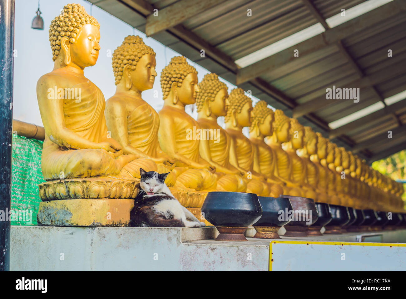The cat sits on the background of Buddha statues, Face of gold buddha