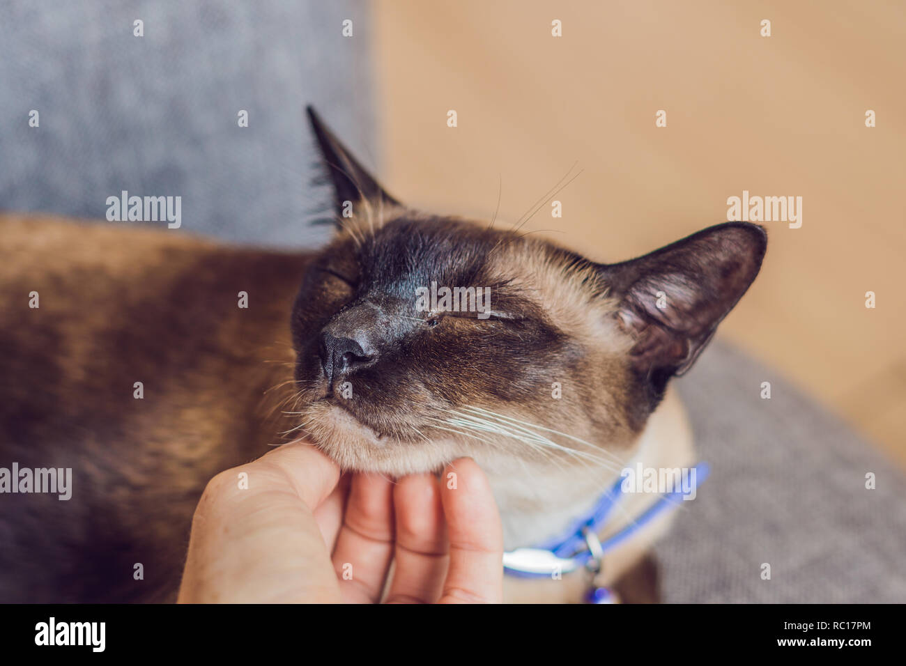 Woman Scratches His Siamese Cat s Neck Hand Strokes The Chin Of A Thai woman-scratches-his-siamese-cat-s-neck-hand-strokes-the-chin-of-a-thai
