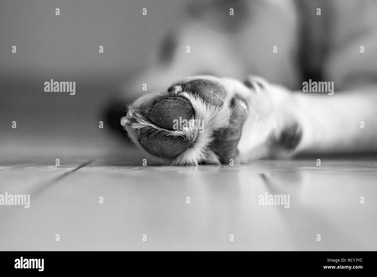Dog paw pad in macro detail. Cute sleeping doggy Labrador retriever - Image Stock Photo