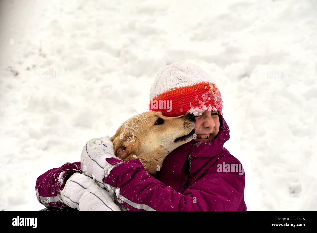 The dog jumps for joy at the girl and licks her face Stock Photo Alamy