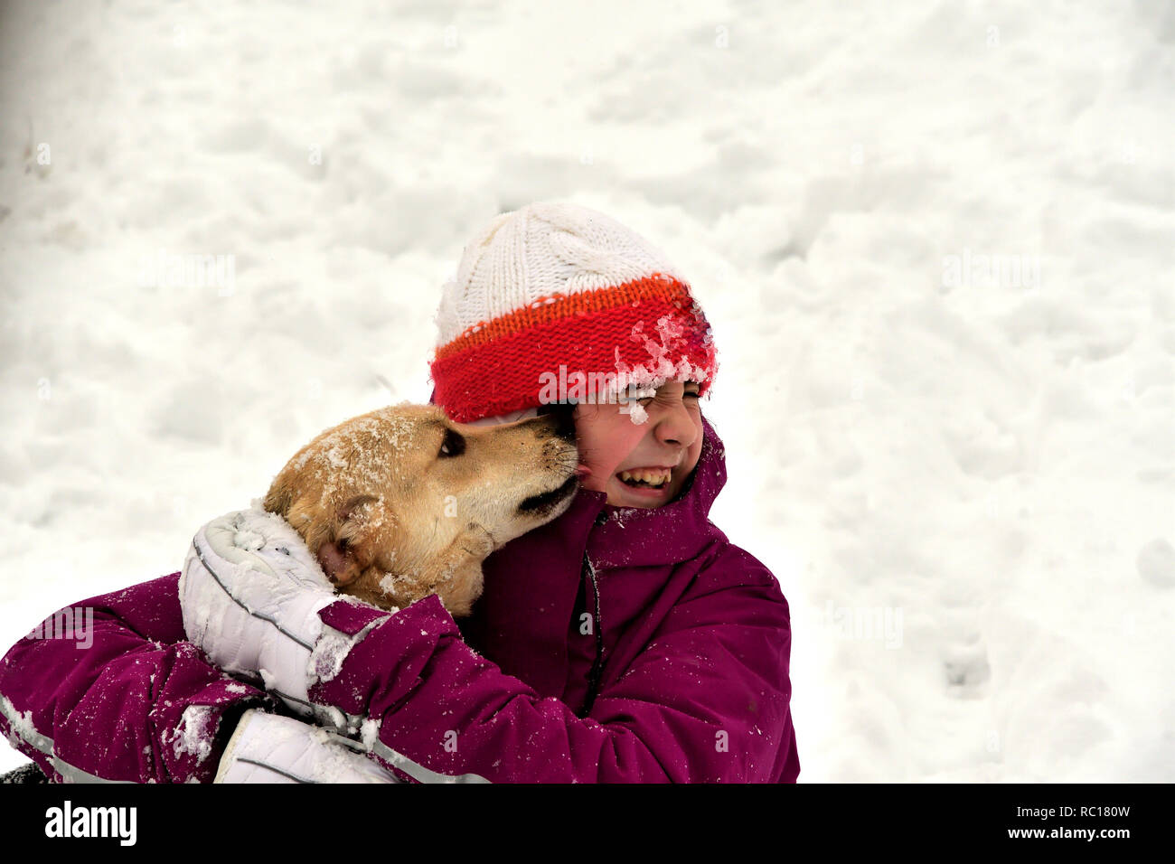 The dog jumps for joy at the girl and licks her face Stock Photo Alamy