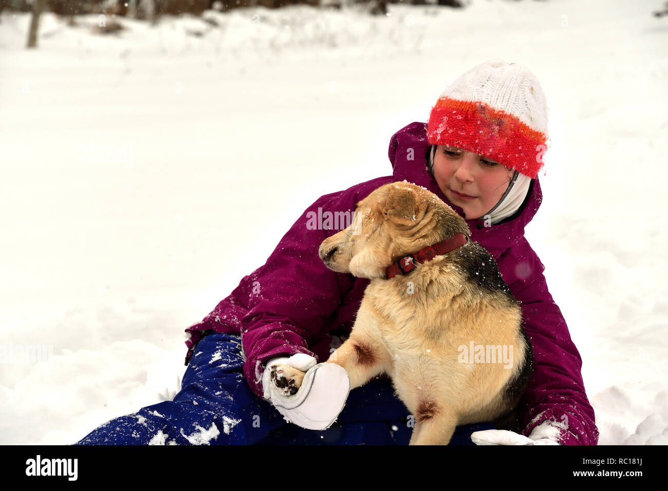 Woman sled dog kiss hires stock photography and images Alamy