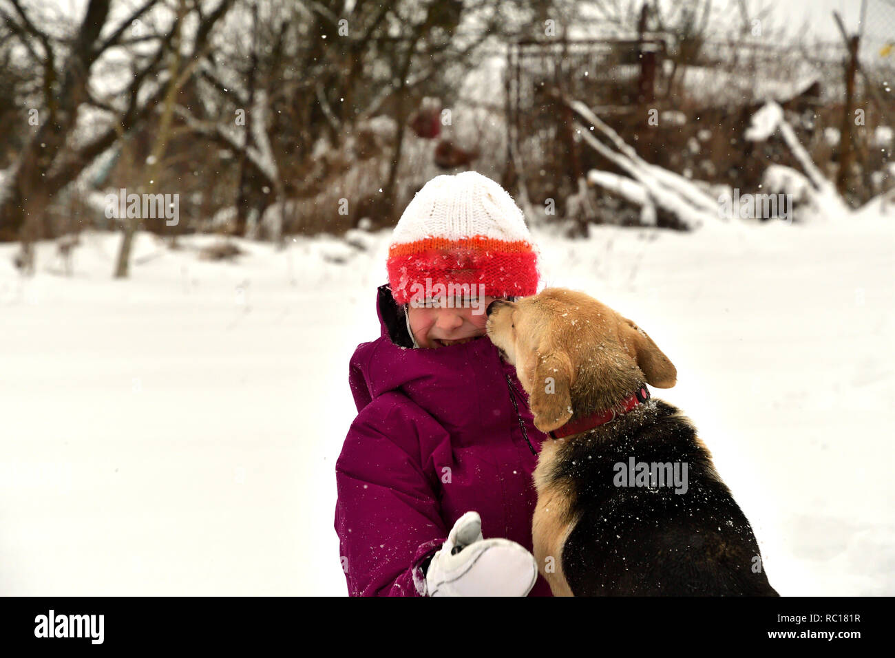 The dog jumps for joy at the girl and licks her face Stock Photo Alamy