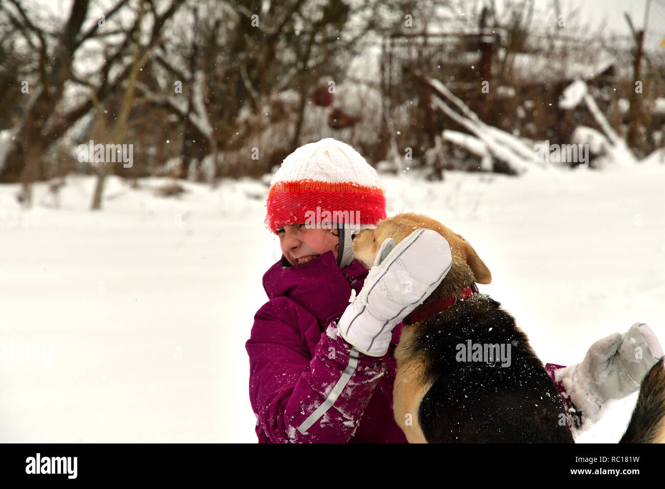 The dog jumps for joy at the girl and licks her face Stock Photo Alamy