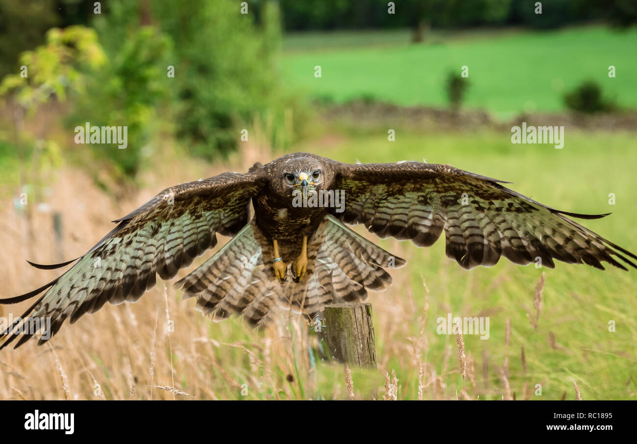 Buzzard. Adult Common Buzzard (Scientific name Buteo Buteo) flying in