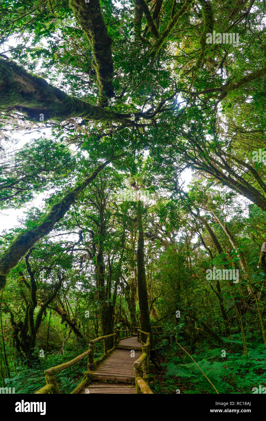Rain forest Doi Inthanon Cloud Forest Chiang Mai Thailand Stock Photo