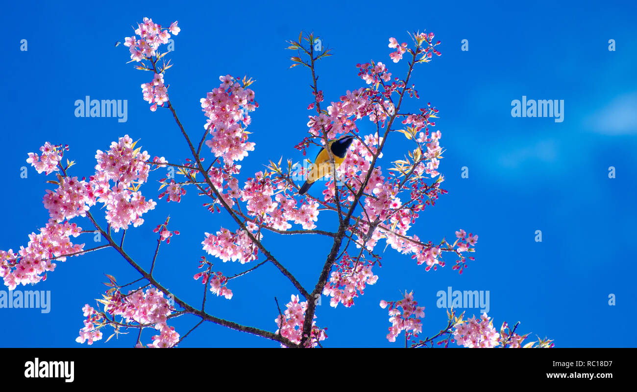 Yellow bird blue background perched on the branches Sakura Stock Photo