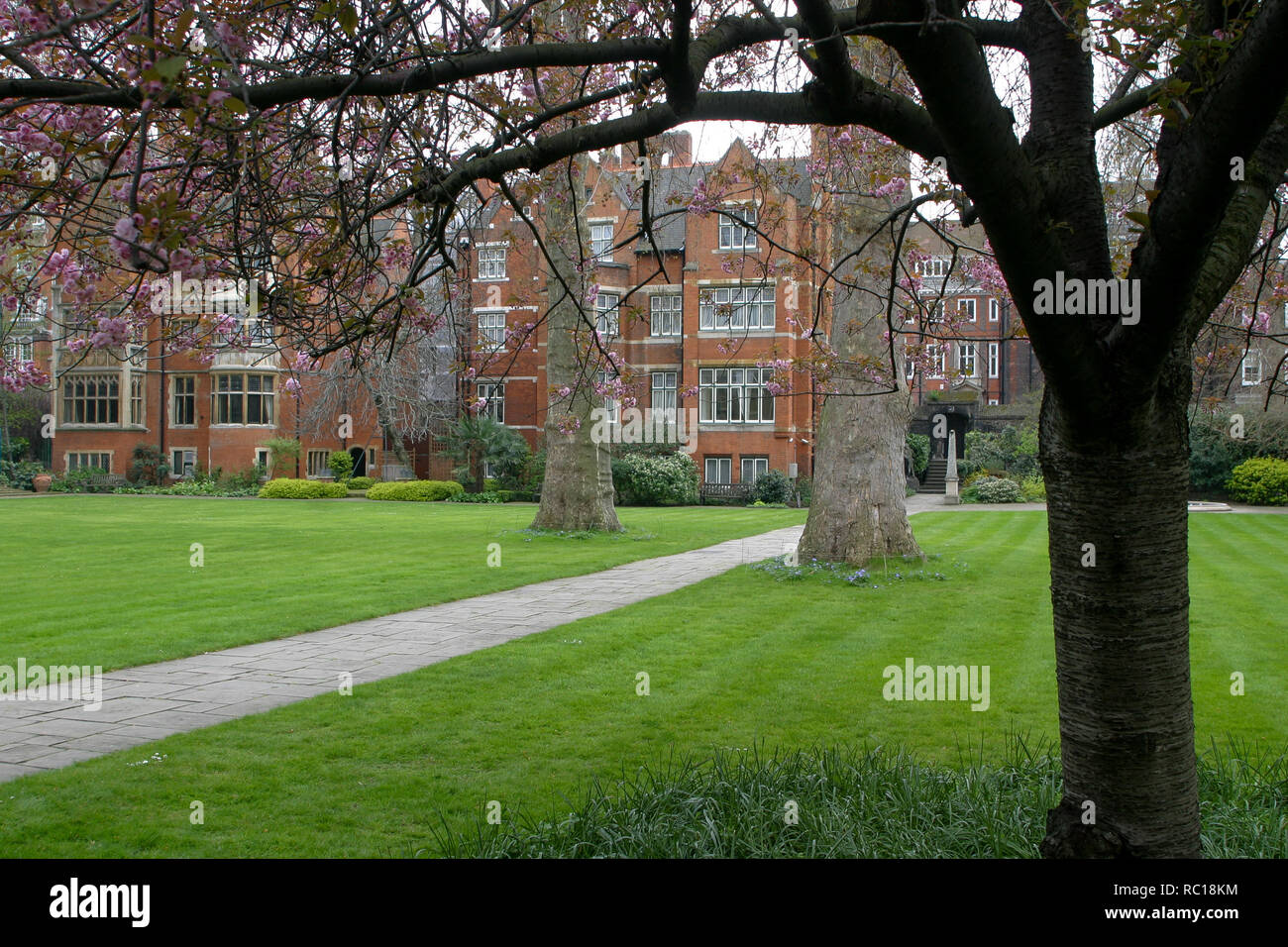 Flowering trees, Westminster Abbey gardens, London, GreatBritain, UK