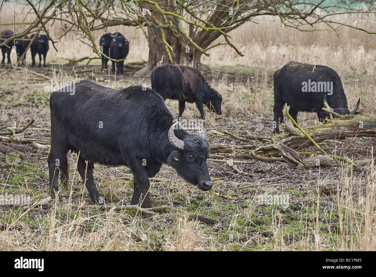 10 January 2019, Rhineland-Palatinate, Thür: Carpathian buffalos graze in the Thürer Wiesen nature reserve. Nature conservationists are pleased with the success of grazing projects, robust animal breeds keep areas free of vegetation and thus promote biodiversity. (Zu dpa: Primitive cattle and horses work as landscape gardeners from 13.03.2019). Photo: Thomas Frey/dpa Stock Photo