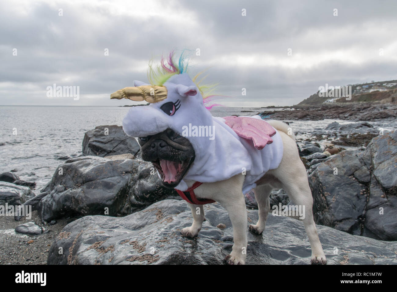 Pug in unicorn outfit sales