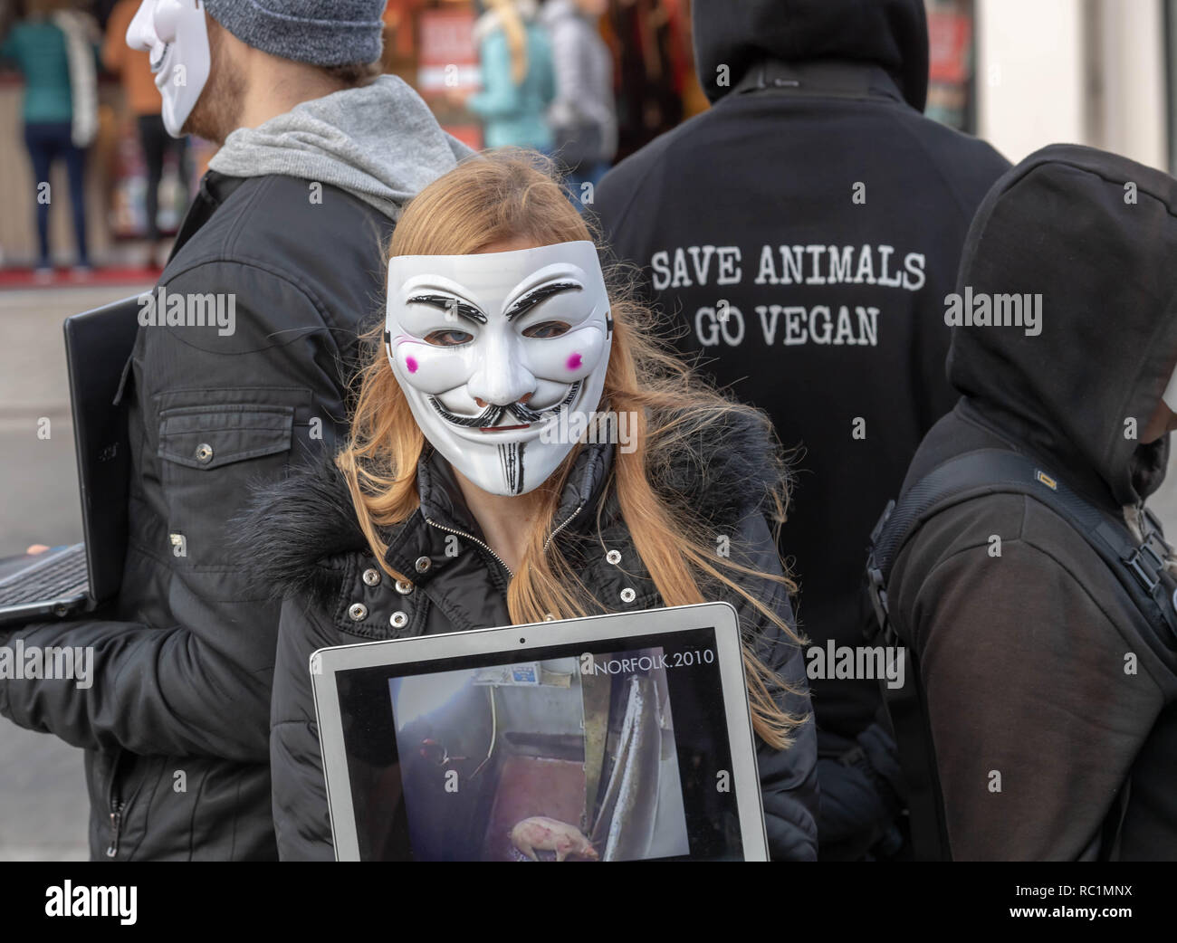 Brentwood, Essex, UK.  13th January 2019.  A cube of truth protest in Brentwood High Street by Anonymous for the voiceless; a group promoting Veganism and animal welfare.  The laptops and video screens show distressing footage of alleged animal cruelty.  Anonymous for the Voiceless is a street activist organization dedicated to total animal liberation. They expose to the public the animal exploitation that is intentionally hidden from them. Combining this with a value-based sales approach and resource literature, They fully equip the public with everything they need to switch to a vegan lifest Stock Photo