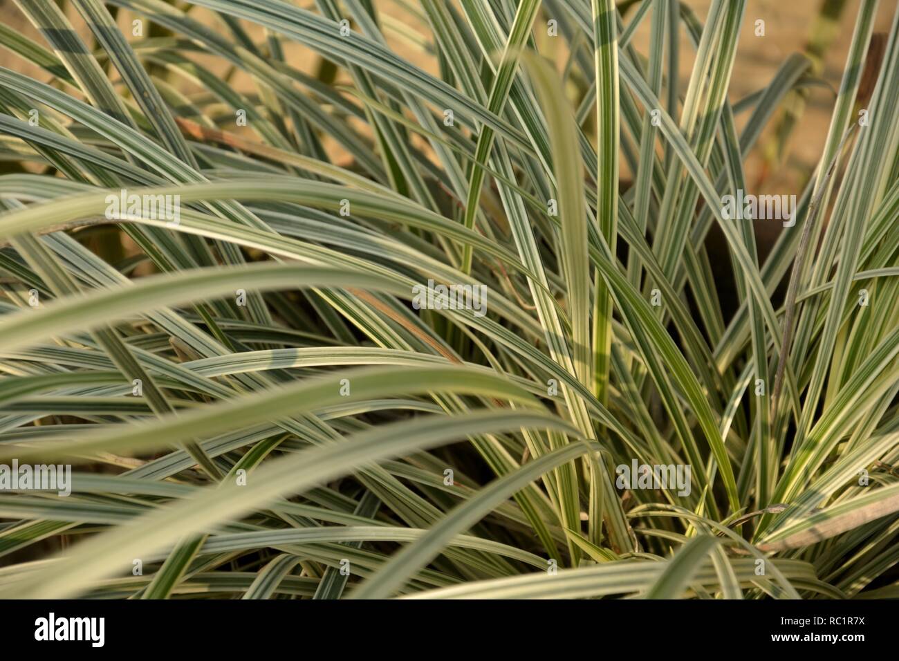 Some very beautiful green long thin grass blades with white borders for background in selective