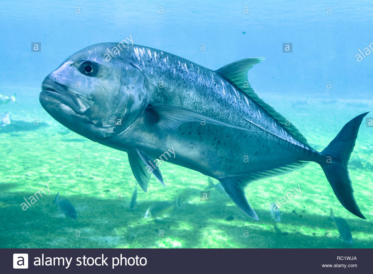 Trivelli Fish Grumpy Fish Stock Photos & Grumpy Fish Stock Images - Alamy