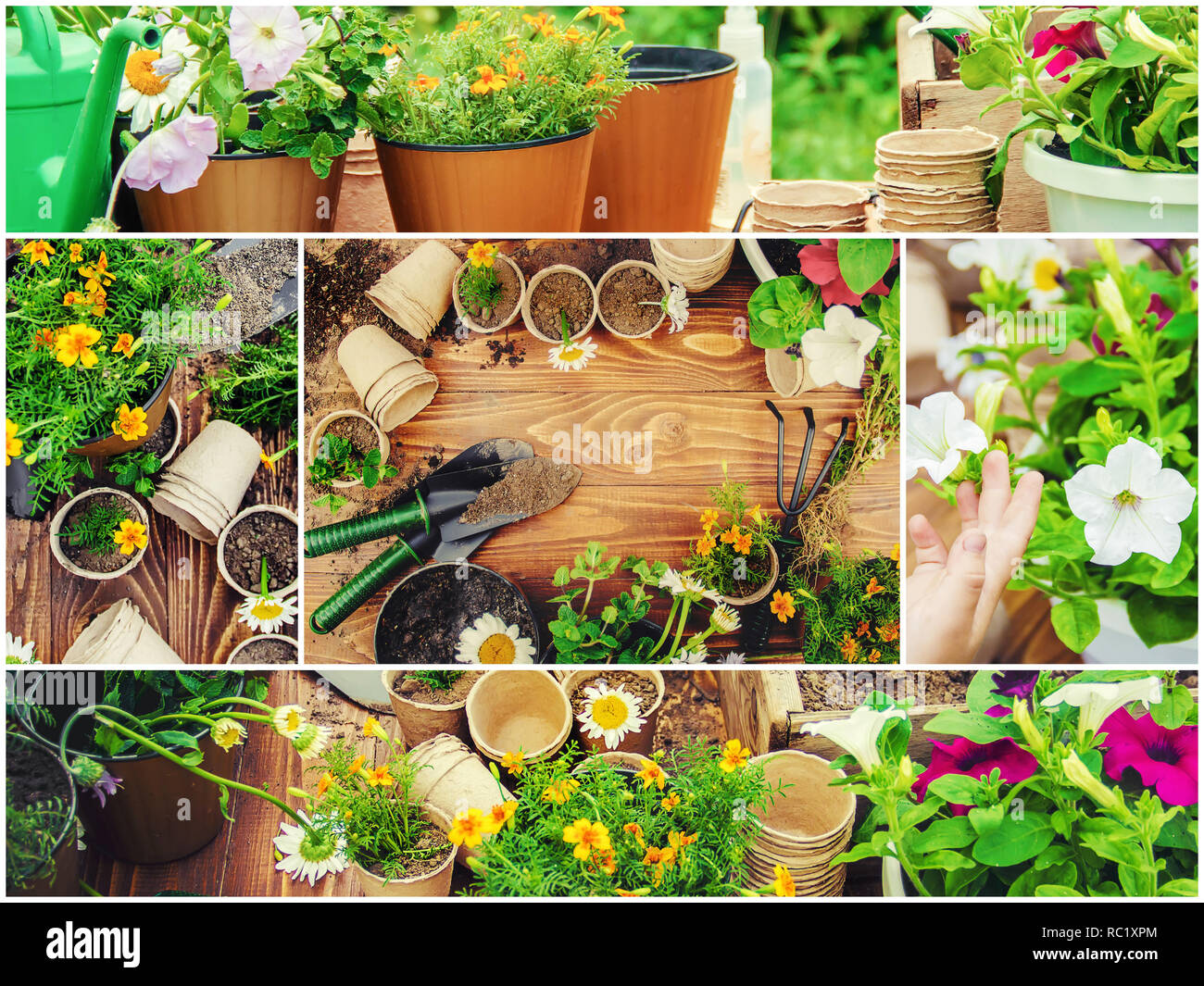 A little girl is planting flowers. The young gardener Stock Photo Alamy