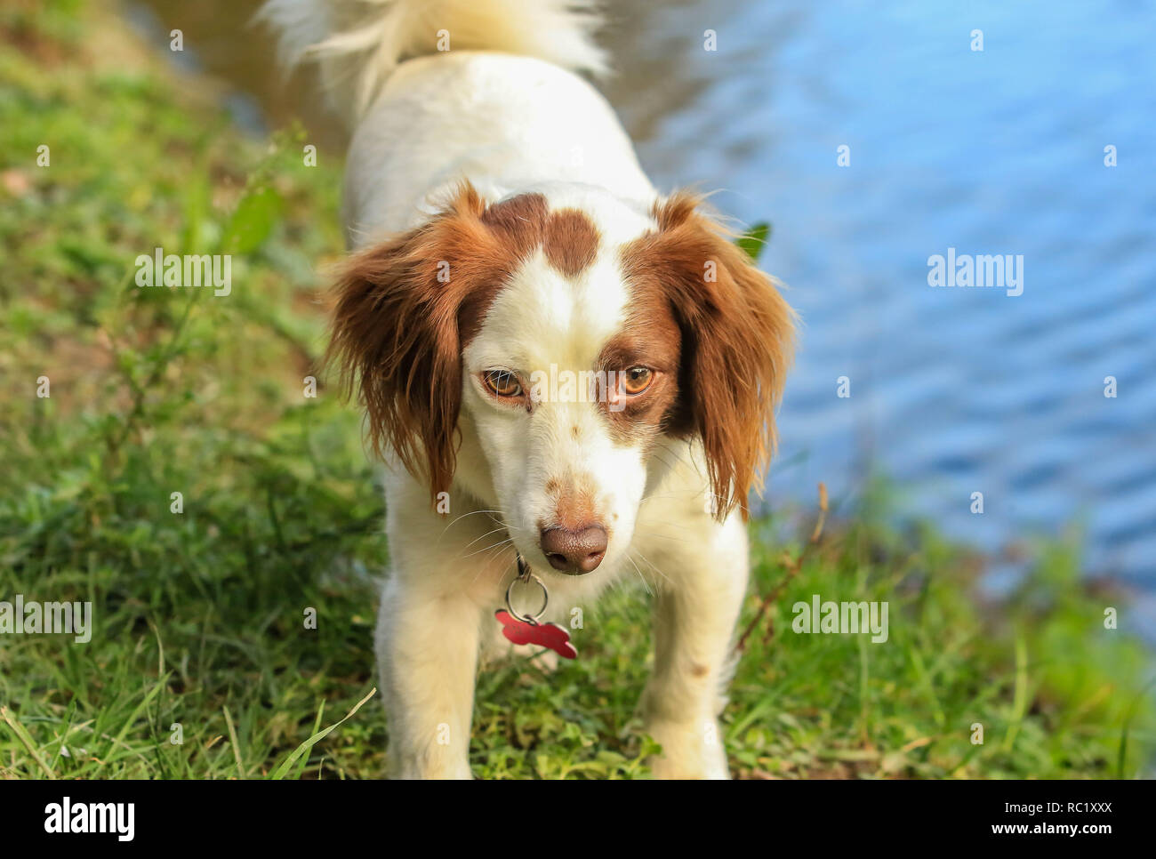 Hillsborough Park Co. Down Northern Ireland Stock Photo Alamy