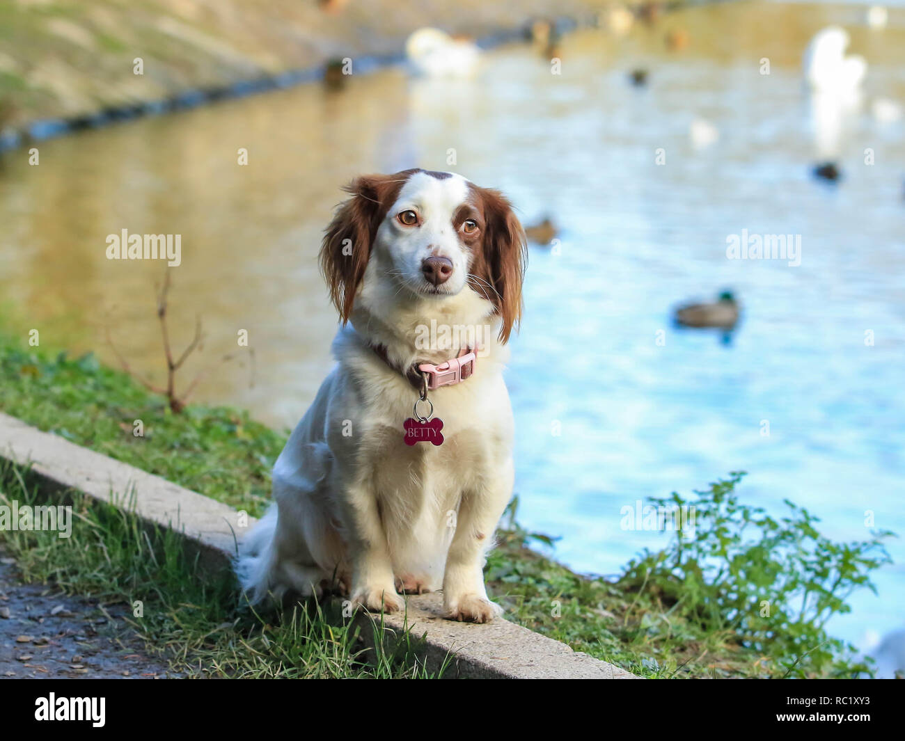 Hillsborough Park Co. Down Northern Ireland Stock Photo - Alamy