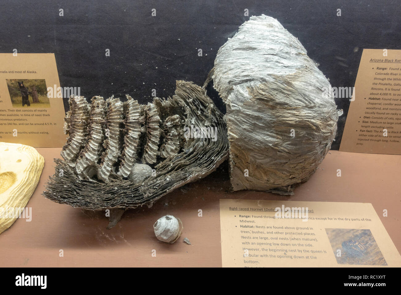 Bald-faced hornets nest on display in the visitor center in in Williams