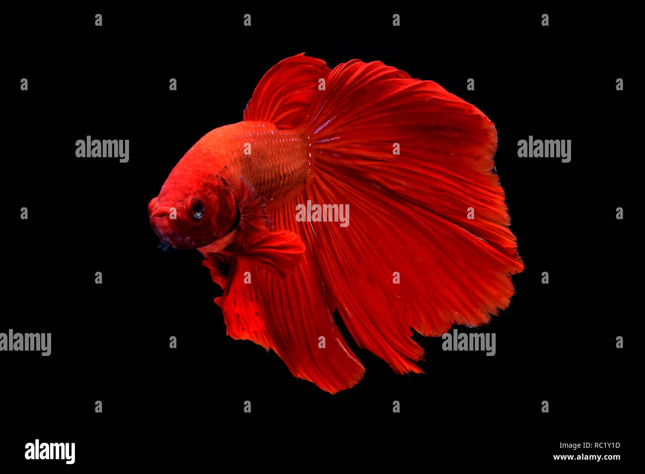Betta fish fighter Stock Photo - Alamy