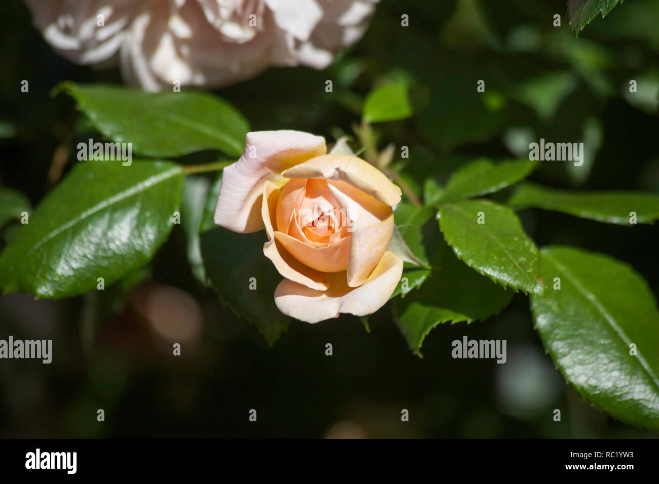 Rose Joie de Vivre growing in  garden on a summer day Cheshire England Stock Photo