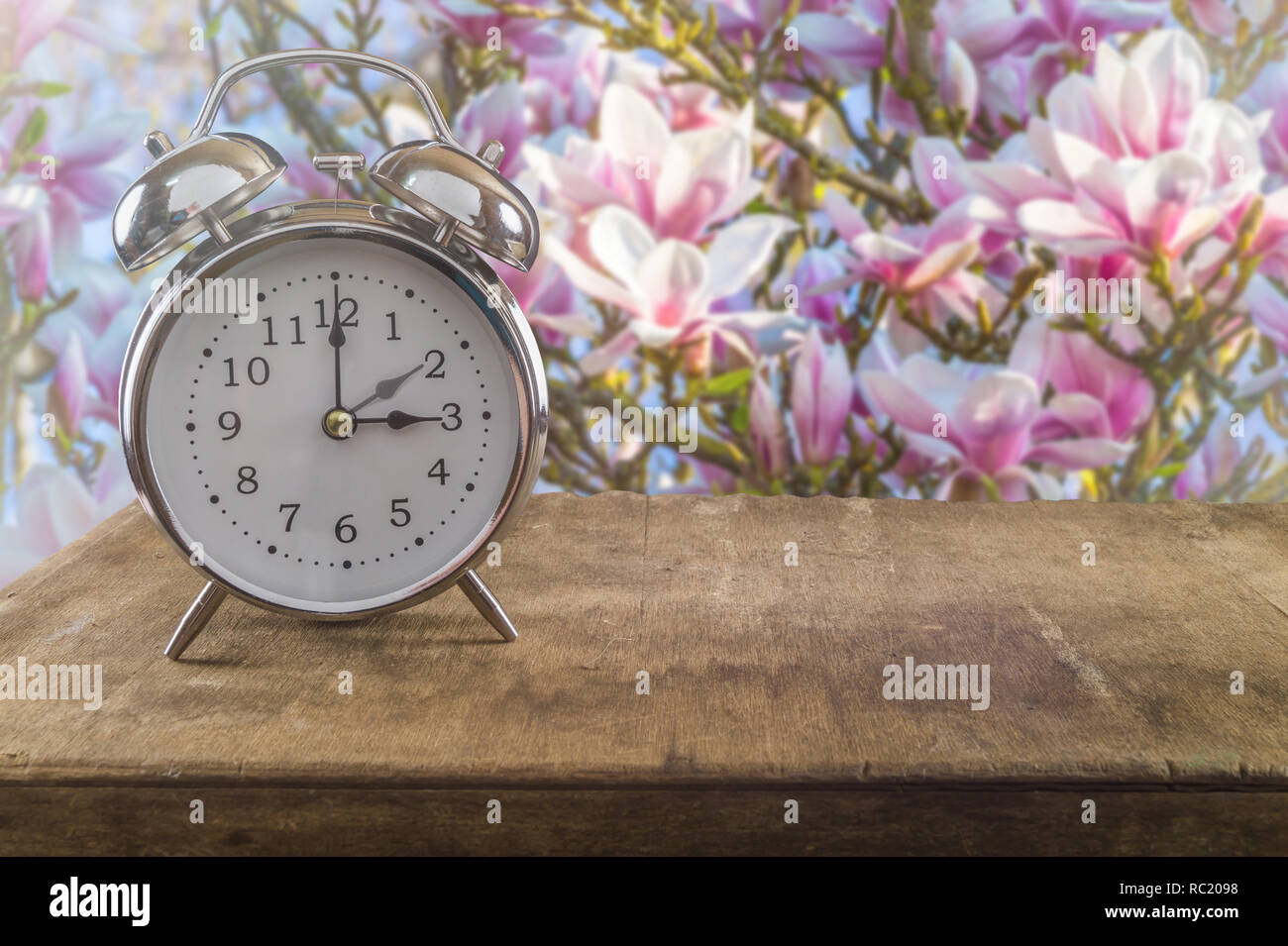 Summer time concept. Old alarm clock against a beautiful blossoming magnolia tree. Stock Photo