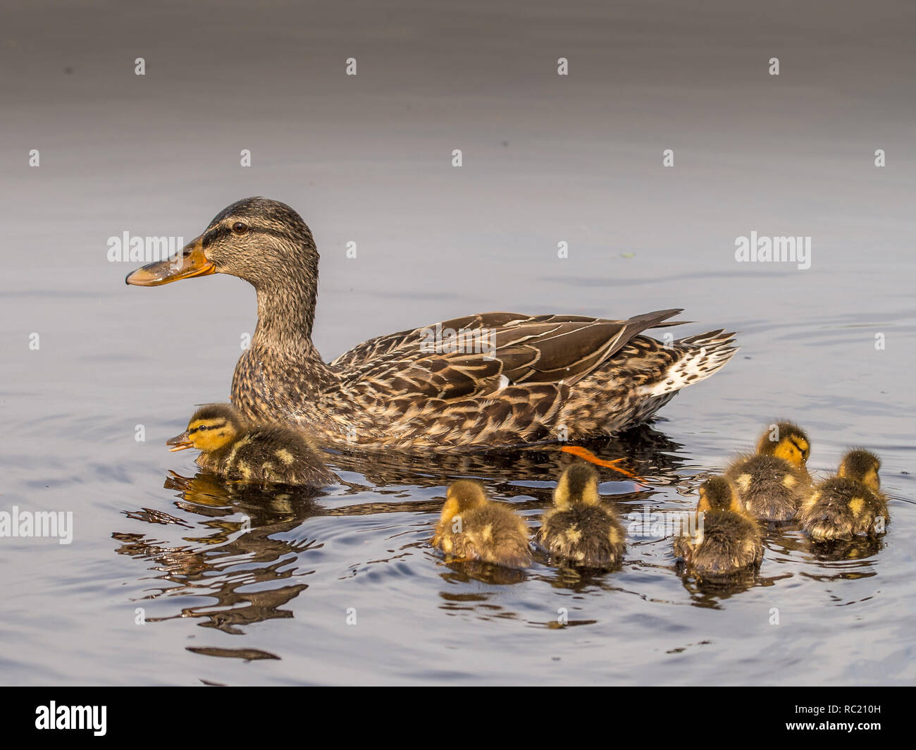 Duck baby web hi-res stock photography and images - Alamy