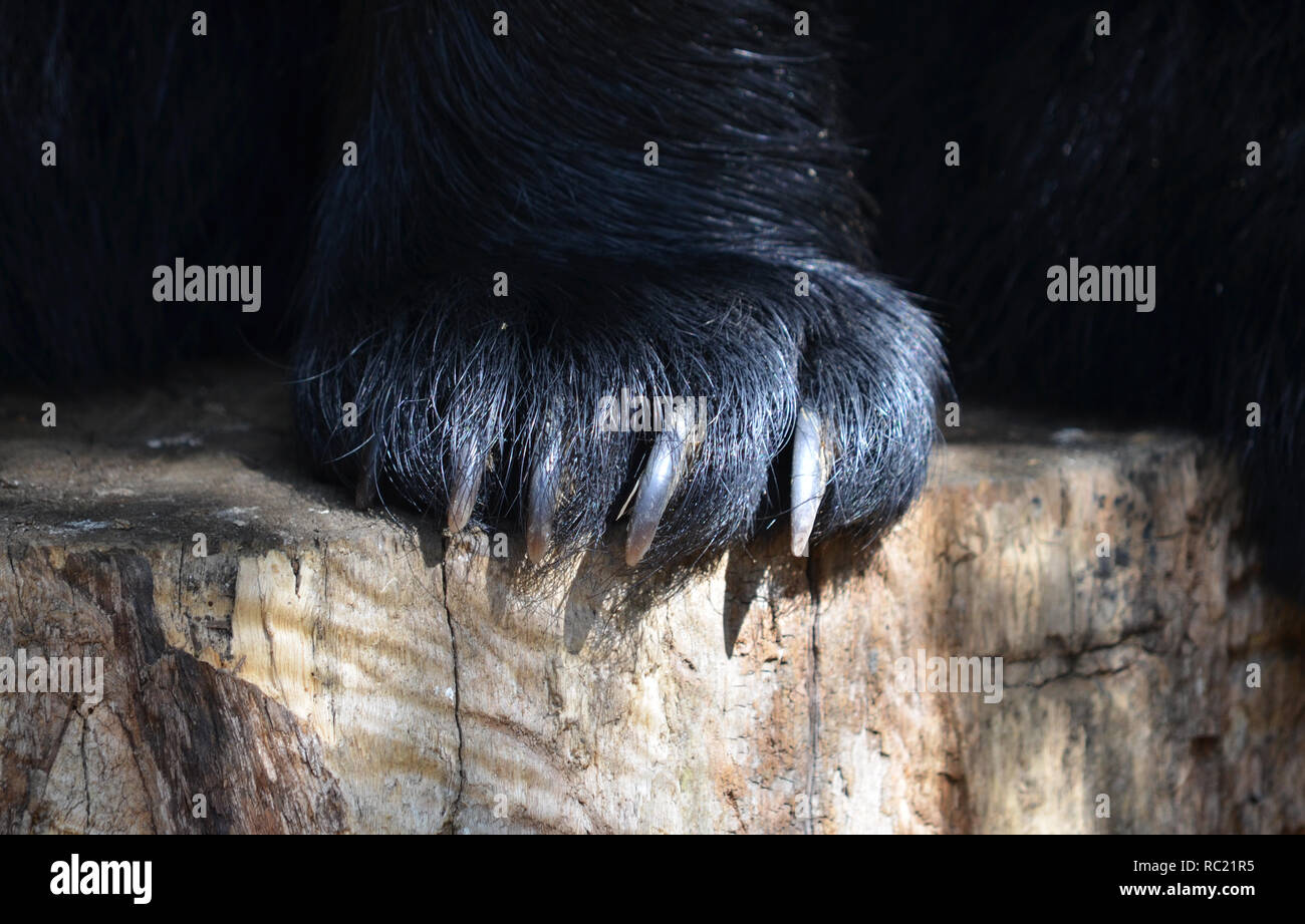Black Bear Claws (Ursus americanus) Stock Photo