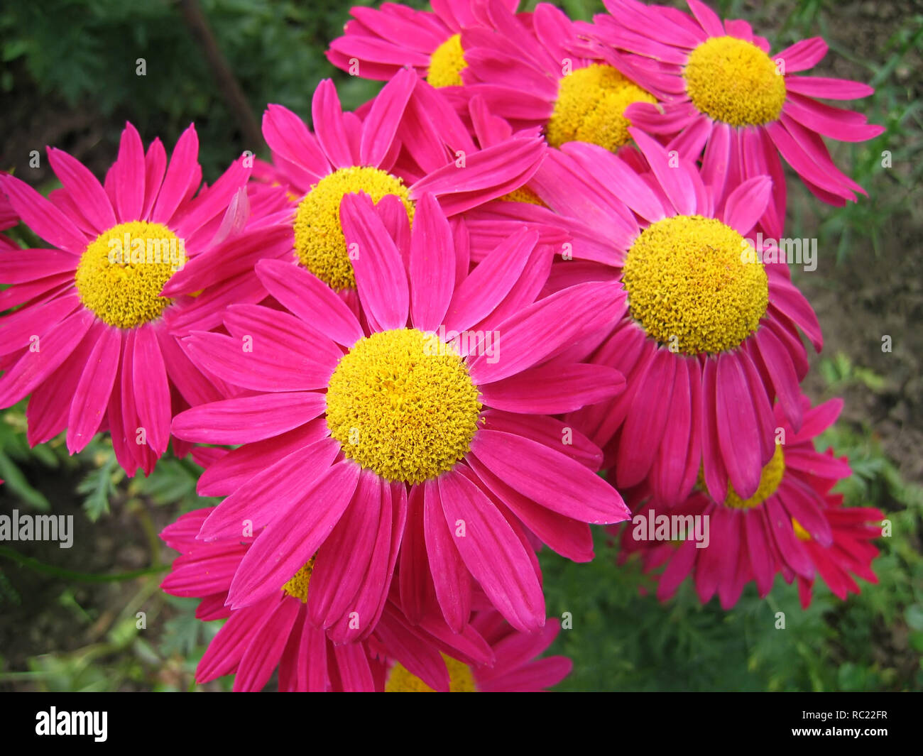 Close-up of beautiful pink pyrethrum flowers Stock Photo