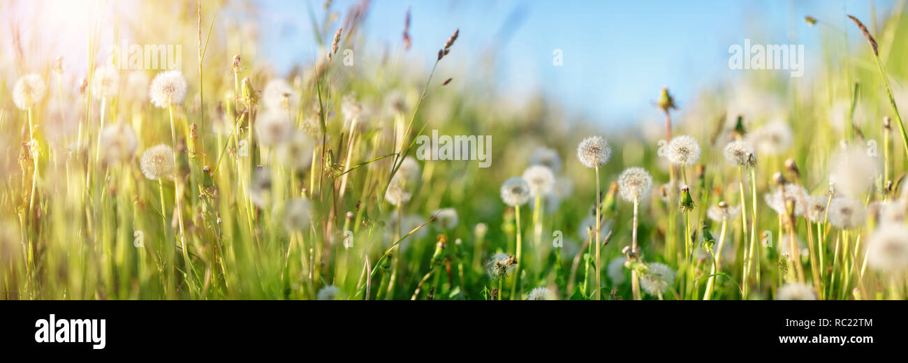 Field with dandelions and blue sky Stock Photo