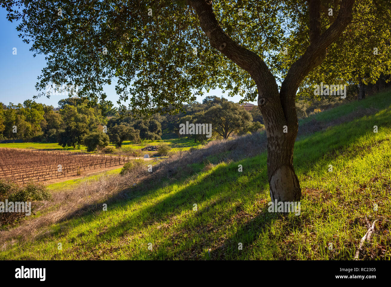 Vineyard of the Santa Maria valley, California. Stock Photo