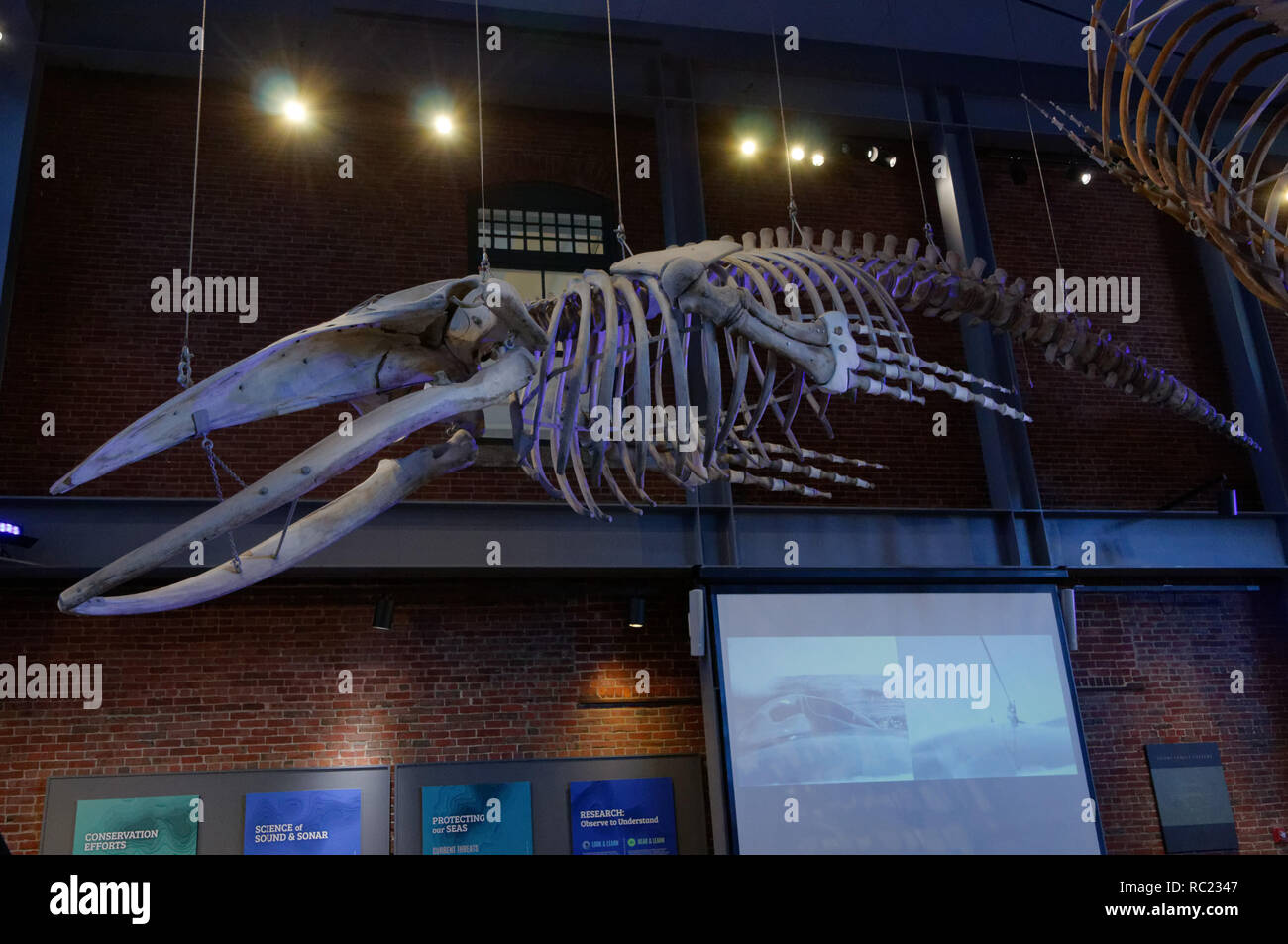 Biology - New Bedford Whaling Museum