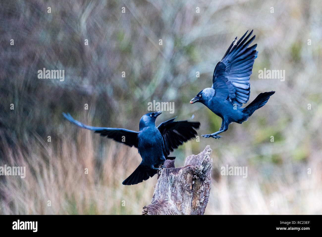 Jackdaws foraging in mid Wales at winter. Stock Photo