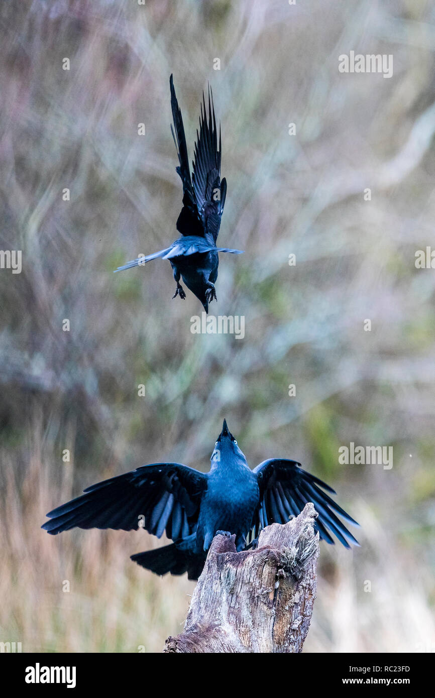 Jackdaws foraging in mid Wales at winter. Stock Photo