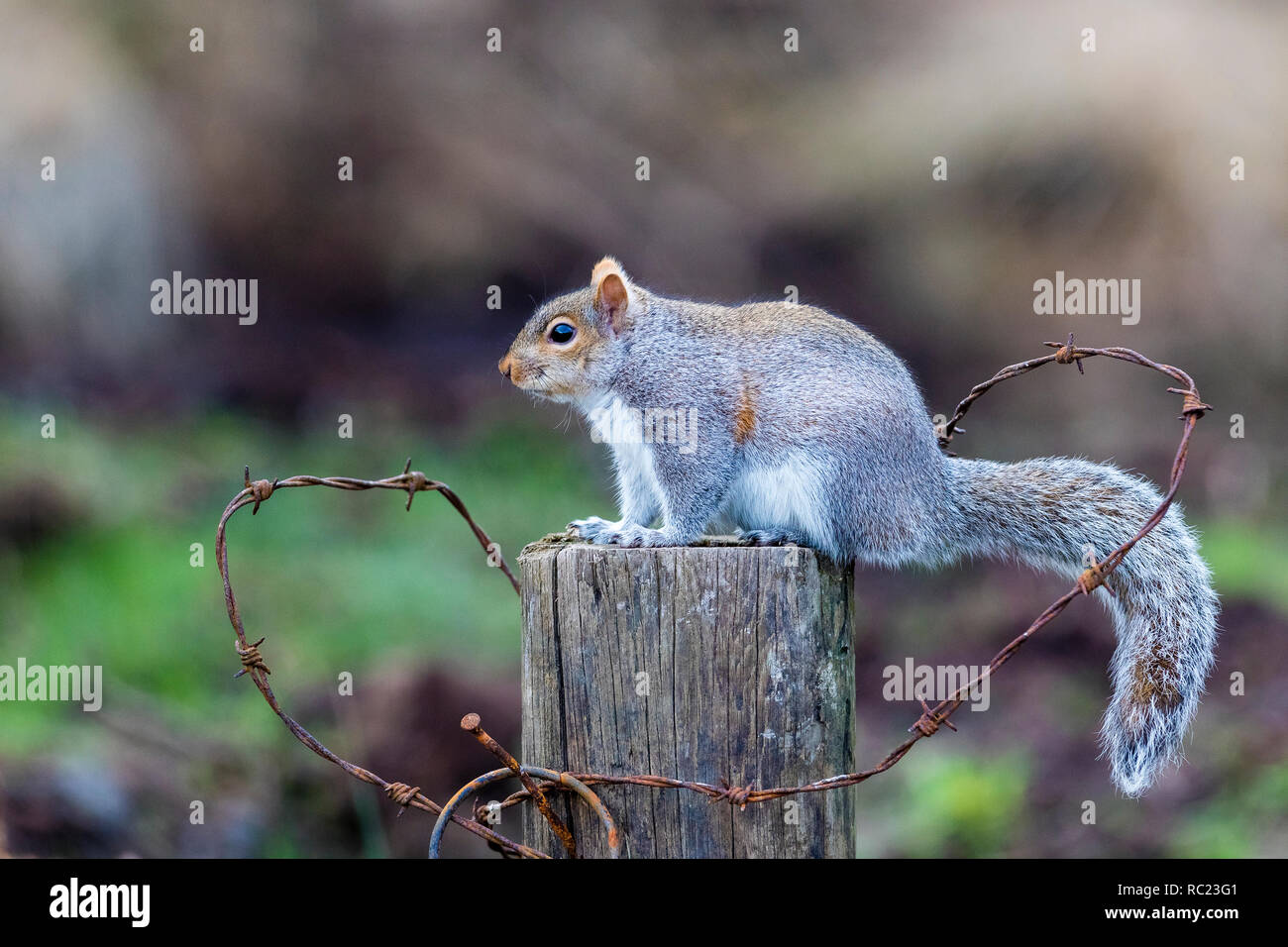 Grey Squirrel foraging in mid Wales at winter. Stock Photo