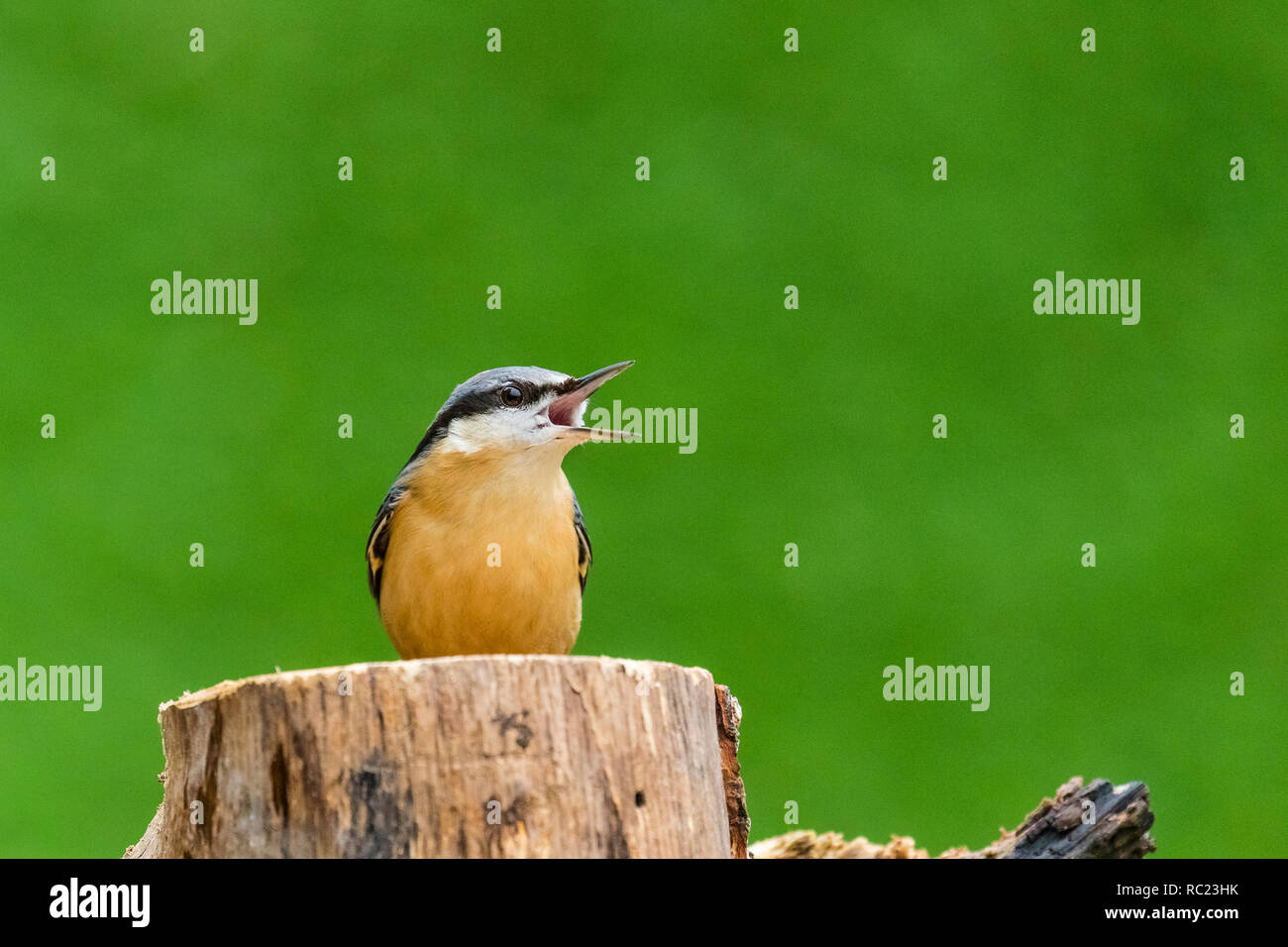 European nuthatch foraging in mid Wales at winter. Stock Photo