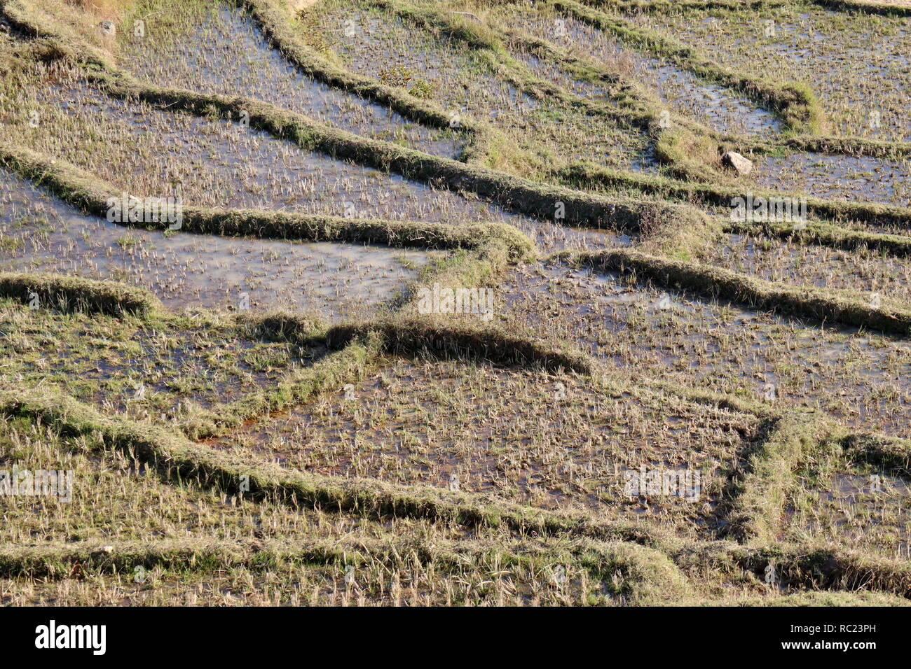 Rice paddies in the central highlands of Madagascar Stock Photo