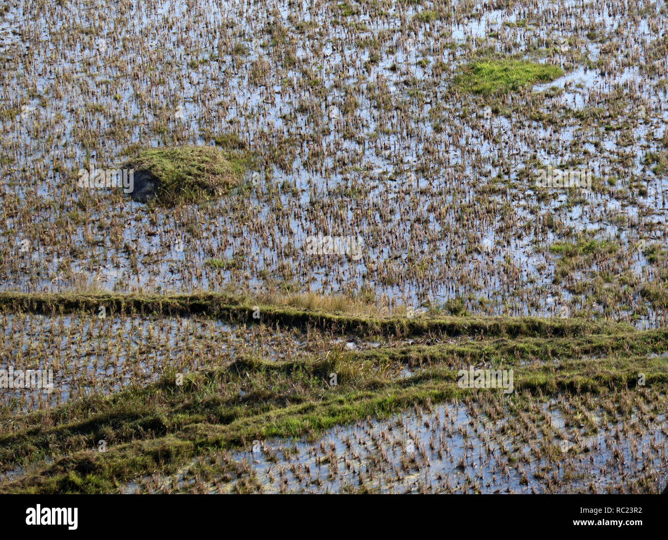 Rice paddy detail in the central highlands of Madagascar Stock Photo