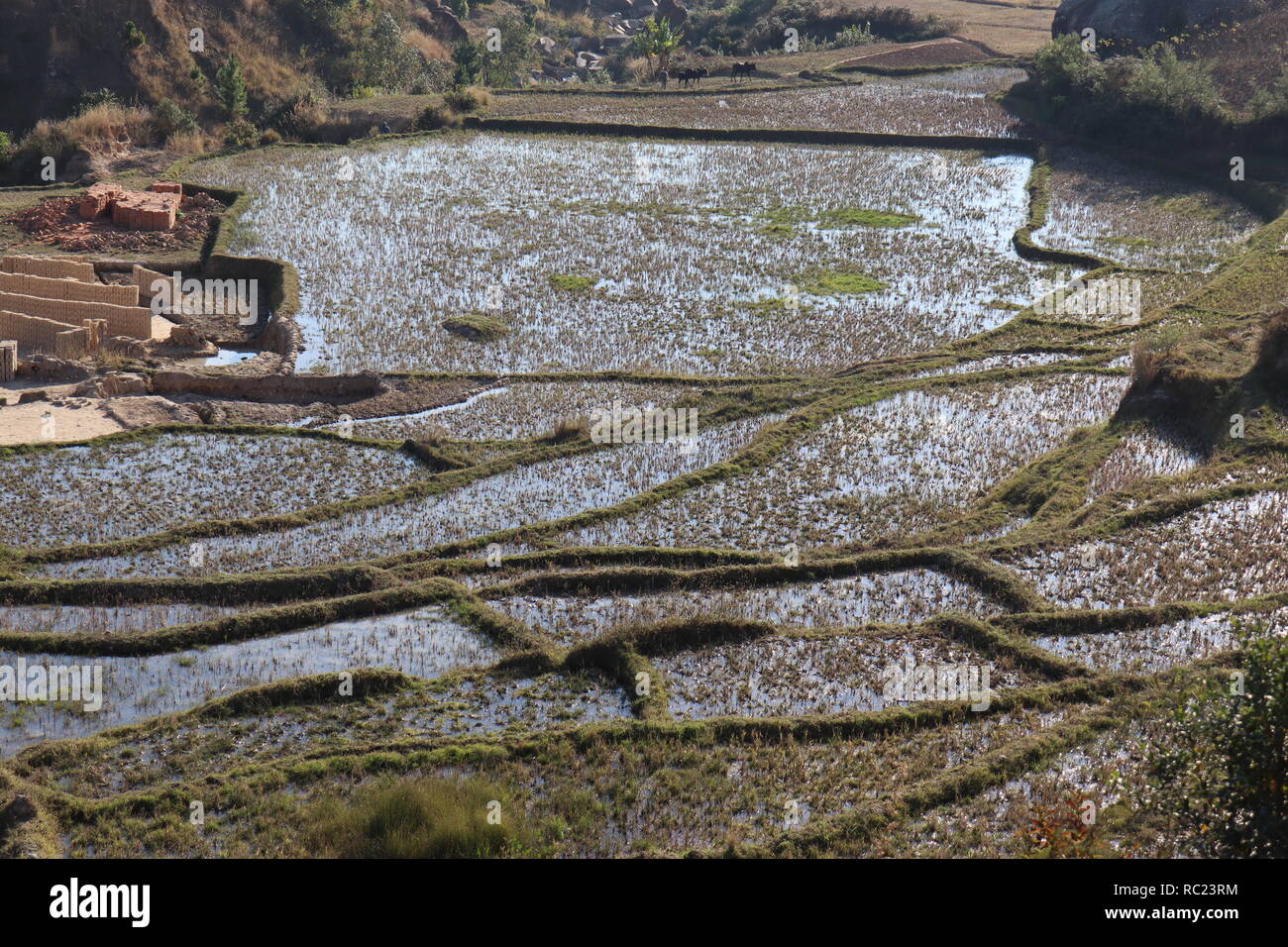 Rice paddies in the central highlands of Madagascar Stock Photo