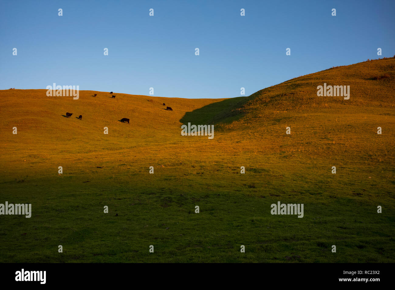 Vineyard of the Santa Maria valley, California. Stock Photo