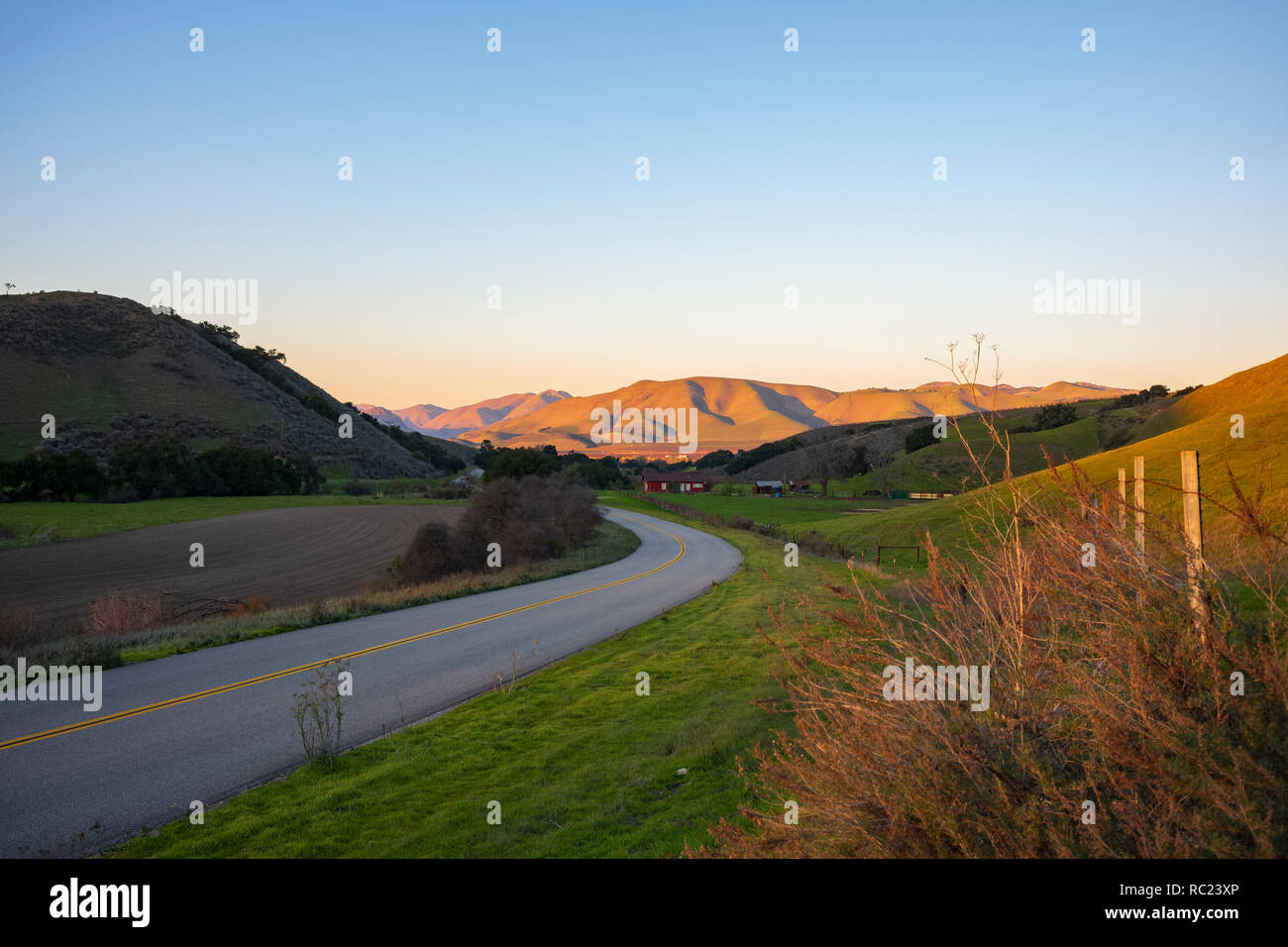 Vineyard of the Santa Maria valley, California. Stock Photo