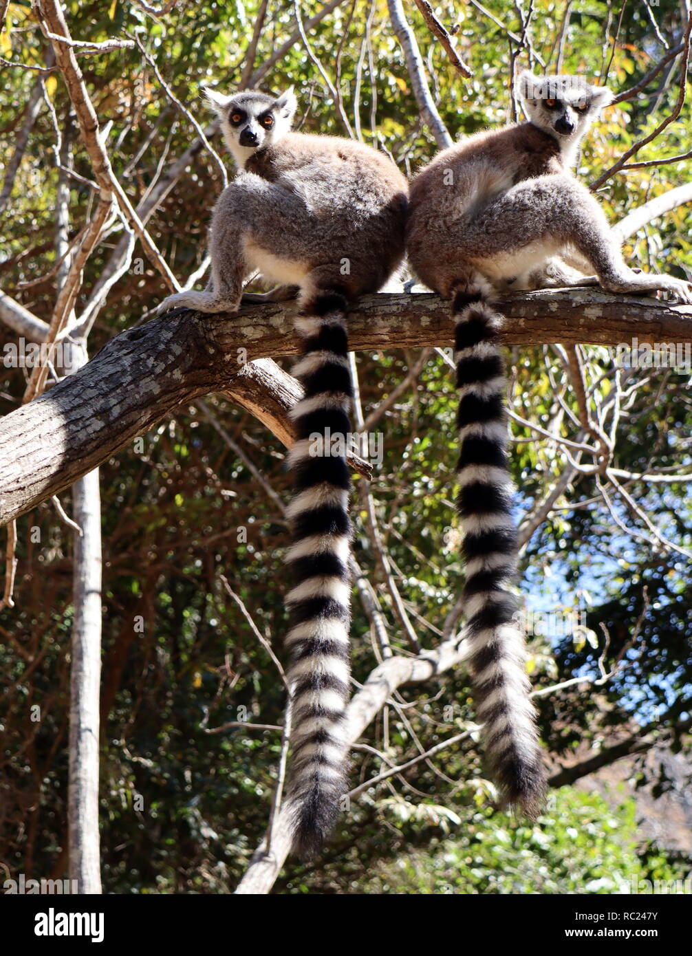 Madagascar Stock Photo